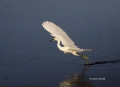 Egretta-thula;Flight;Snowy-Egret;Egret;Flying-bird;One-animal;Close-up;Color-ima